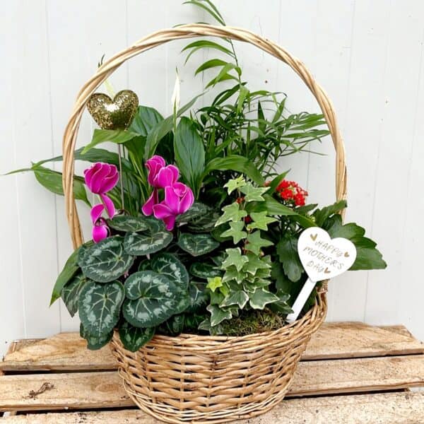 Mothers Day Large Planted Basket